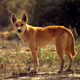 Illustration for article titled Wednesday Woof - Canis lupus dingo Edition